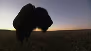 Facing the Storm: Appreciating the Animal That Symbolizes th
