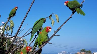 The Wild Parrots of Telegraph Hill: Birds of San Francisco's