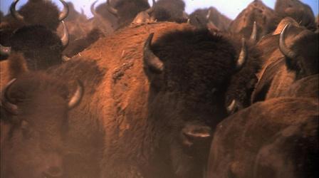 Video thumbnail: Independent Lens Is There Room for the American Bison in America Anymore?