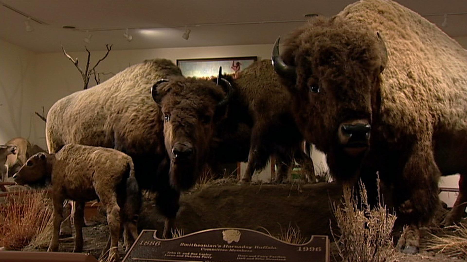 Facing the Storm: Nearing Extinction, the Buffalo Was Hunted