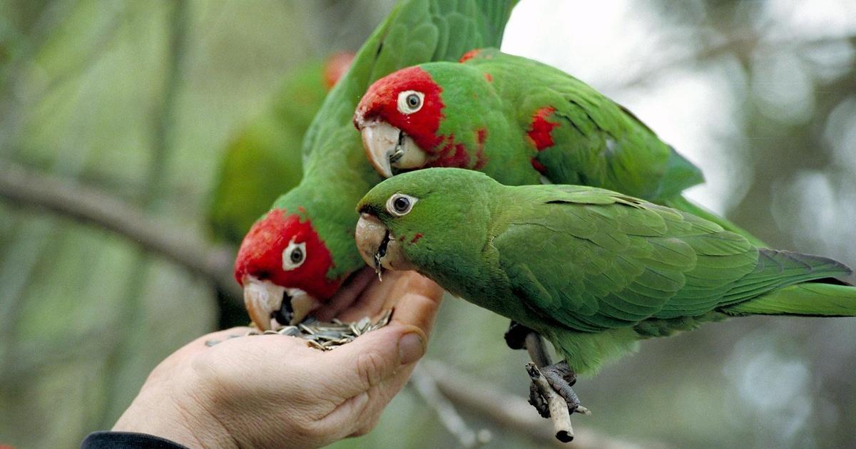 Independent Lens | The Wild Parrots of Telegraph Hill: Bohemian St. Francis | Season 8