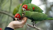 The Wild Parrots of Telegraph Hill: Bohemian St. Francis