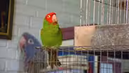The Wild Parrots of Telegraph Hill: Falling in With the Floc