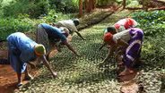 Taking Root: The Greenbelt Movement