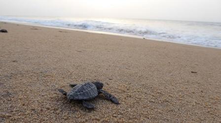 Video thumbnail: India - Nature's Wonderland Turtle Hatchlings