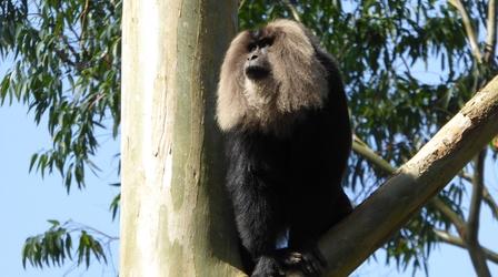 Video thumbnail: India - Nature's Wonderland Lion-Tailed Macaque