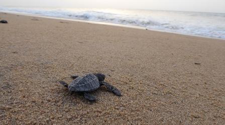 Video thumbnail: India - Nature's Wonderland Episode 2 Preview