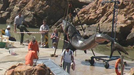 Video thumbnail: Inside Nature's Giants Episode 3 Preview | Great White Shark