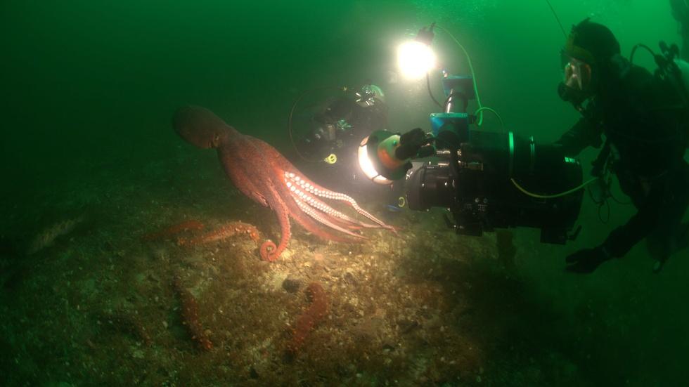 Preview | Giant Squid image