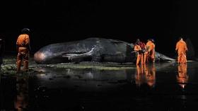 Video thumbnail: Inside Nature's Giants Episode 1 Preview | Sperm Whale