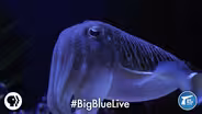 Cuttlefish: Tentacles In Disguise