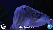 Cuttlefish: Tentacles In Disguise