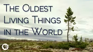 The Oldest Living Things In The World