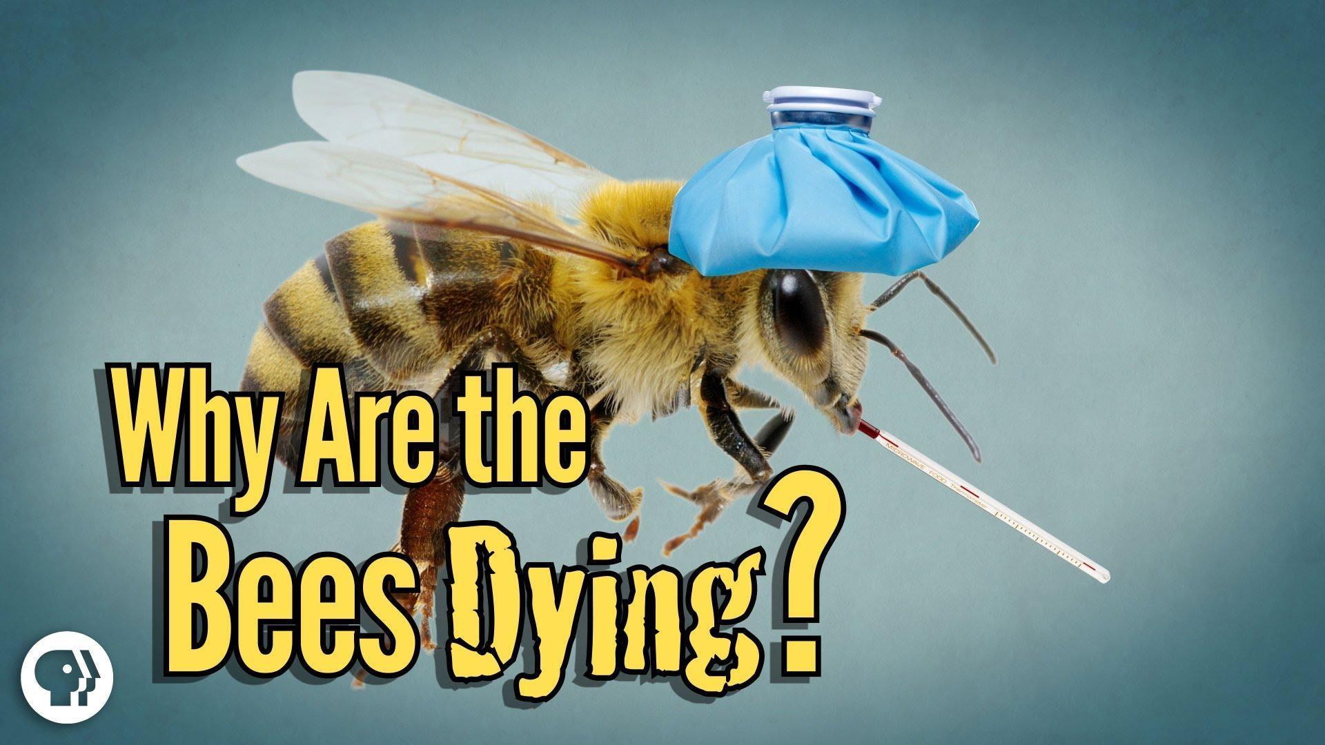 Why Are Bees Dying? It's Not What You Might Think : Short Wave : NPR