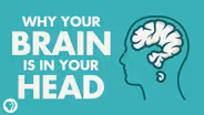 Why Is Your Brain Is In Your Head