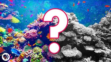 Video thumbnail: Be Smart Can Coral Reefs Survive Climate Change? #OursToLose