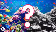Can Coral Reefs Survive Climate Change? #OursToLose