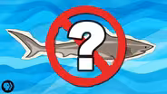 What If There Were No Sharks?