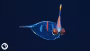 Eight Incredible Deep Sea Oddities