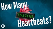 How Many Heartbeats Do We Get?