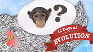 Why Are There Still Monkeys? - 12 Days of Evolution #10
