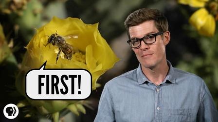 Video thumbnail: Be Smart Which Came First - Flowers or Bees?