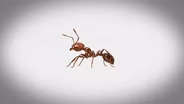 How These Ants Took Over the U.S
