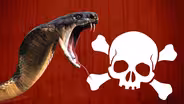 Why Are Some Animals Venomous?