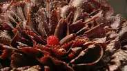 Rasberry Ruffle Genoise Cake with Alice Medrich