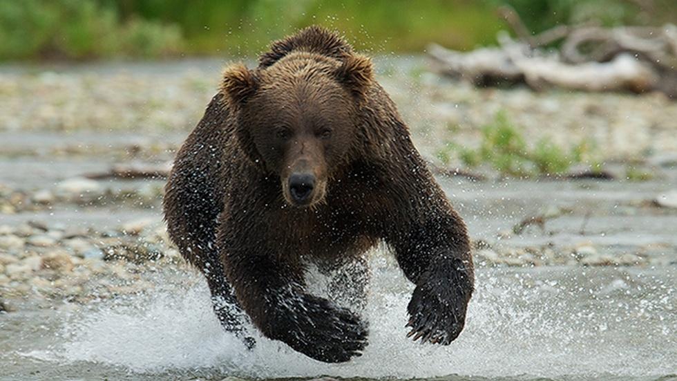 Katmai: Alaska's Wild Peninsula image