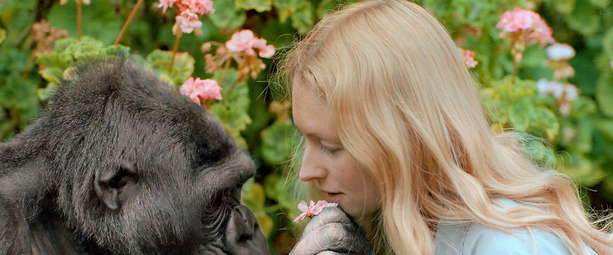 Koko - The Gorilla Who Talks | Video | NJ PBS