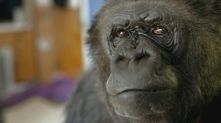 Video thumbnail: Koko - The Gorilla Who Talks Meet Koko
