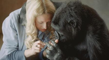 Video thumbnail: Koko - The Gorilla Who Talks Battle for Koko