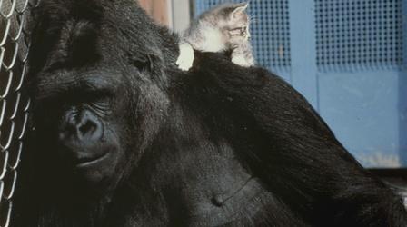 Video thumbnail: Koko - The Gorilla Who Talks Koko's Kitten