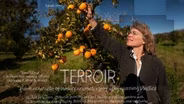 Terroir