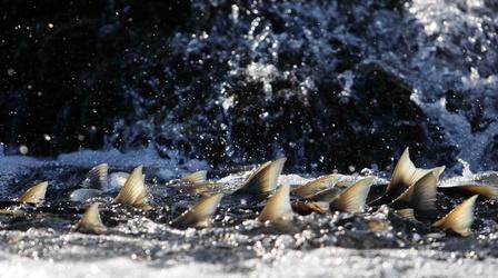Video thumbnail: Life on Fire Episode 3 Preview | The Surprise Salmon