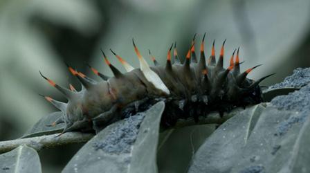 Video thumbnail: Life on Fire Episode 5 Preview | Ash Runners