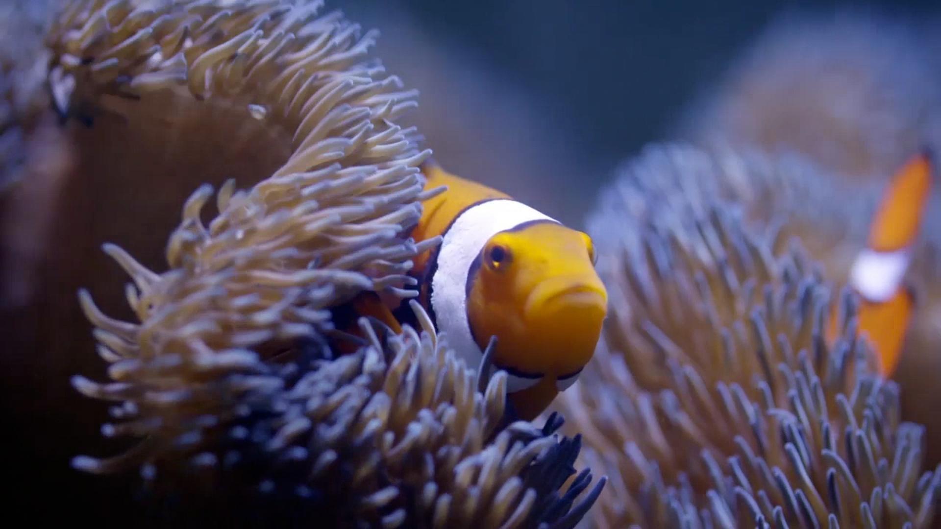 Can Fish Talk? Life on the Reef THIRTEEN New York Public Media