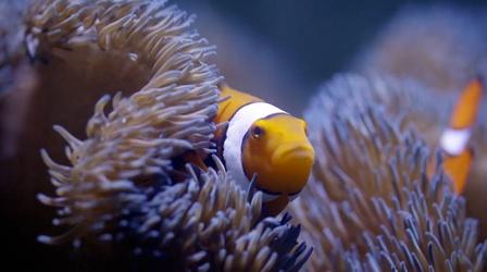 Video thumbnail: Life on the Reef Can Fish Talk?