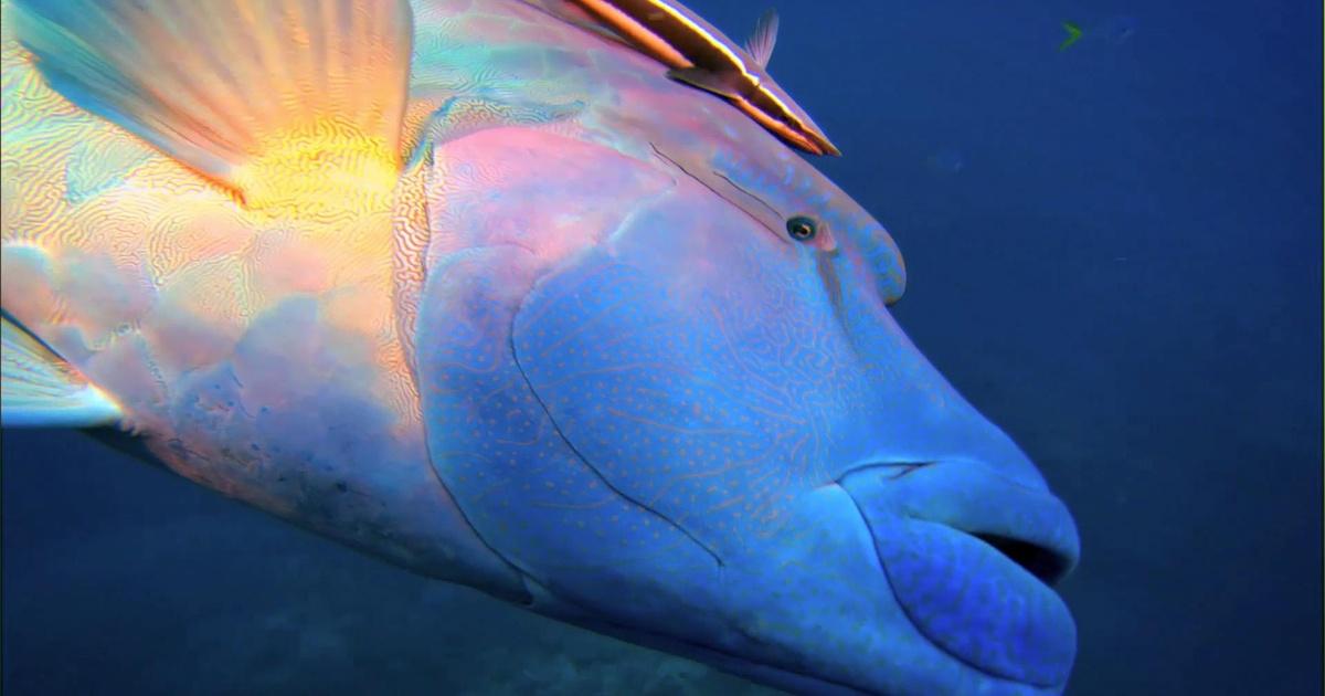 Life on the Reef | Wally the Gender-Swapping Fish | Episode 2