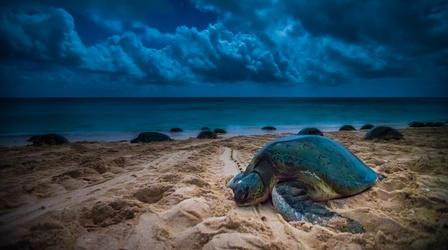 Video thumbnail: Life on the Reef Turtles on Raine Island