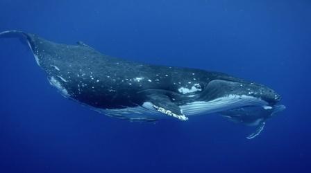 Video thumbnail: Life on the Reef Humpback Whales