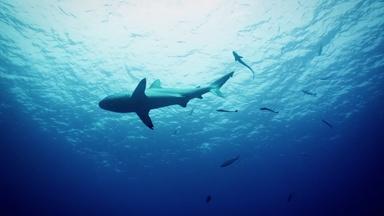 Sharks at Osprey Reef