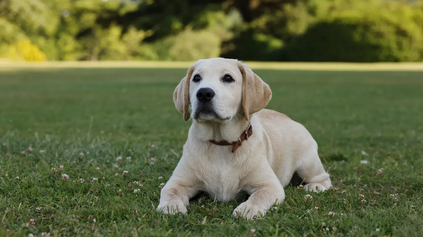 Puppy Love