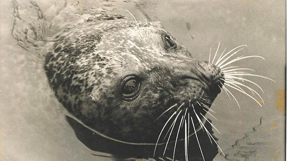 The Seal Who Came Home - Preview image