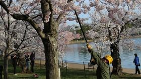 Video thumbnail: The National Mall America's Front Yard The Cherry Blossoms