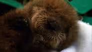 Saving Otter 501: Meet Otter 501