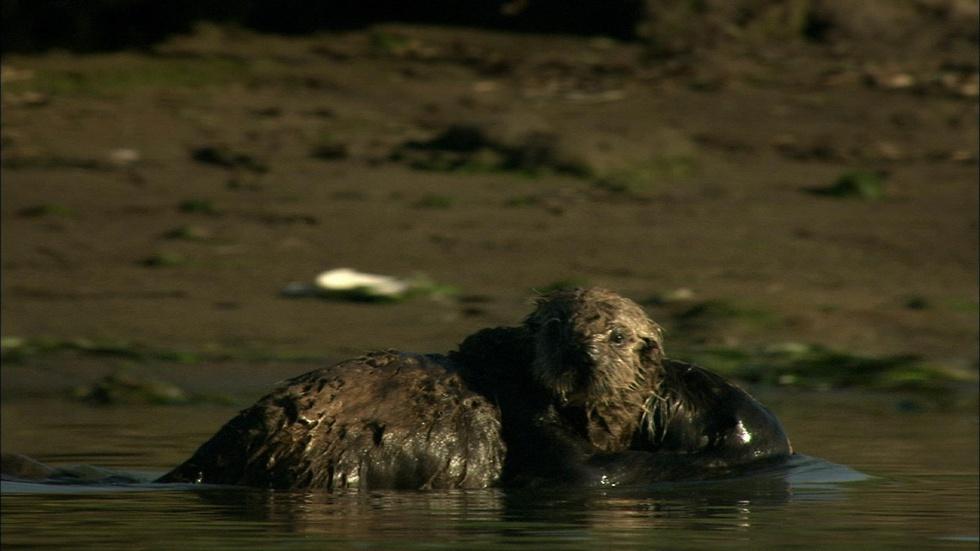 S32 Ep1: Saving Otter 501: Education of Otter Pup image