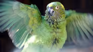 Parrot Confidential - Preview