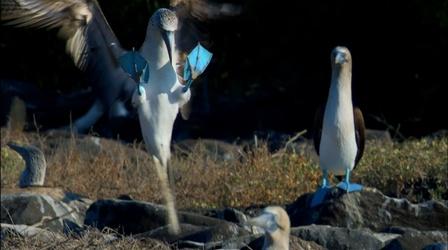 Dance of the Blue-Footed Booby